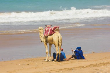 Okyanusta deve ve kamyoncular, Fas 'ta fotoğraf.