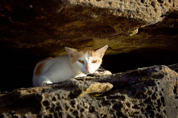 Photo d'un chat de rue sur un rocher, photo solaire, mise au point sélective — Photo