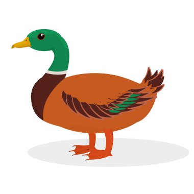  Beyaz arkaplanda izole edilmiş bir drake 'in vektör çizimi