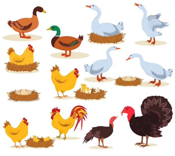 Ilustración Vectorial Aves Corral Granja Huevos Para Incubar Pollos Aislados — Vector de stock