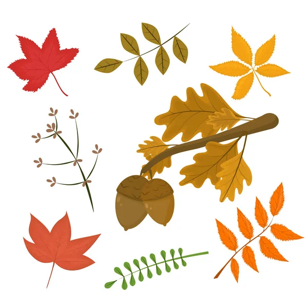Soubor Vektorových Ilustrací Téma Podzimu Větev Žaludy Různé Listy Izolované — Stockový vektor