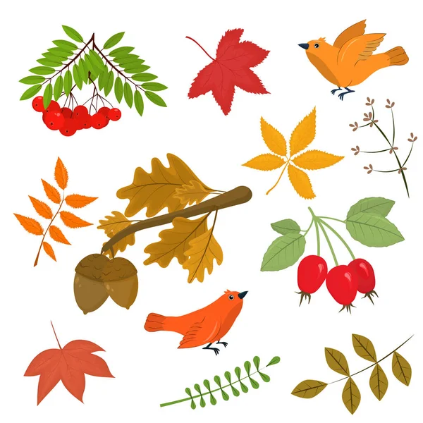 Set Vector Illustrations Theme Autumn Branch Acorns Mountain Ash Rose — Stock Vector
