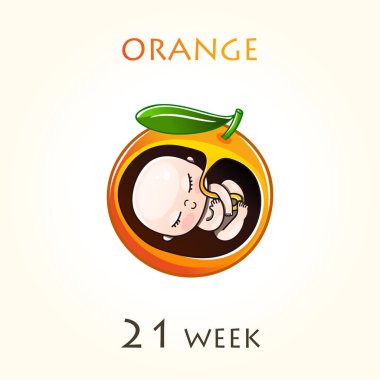 Stages of development of pregnancy, the size of the embryo for weeks. Human fetus inside the uterus. 21 week of 42 weeks of pregnancy. Vector illustrations clipart