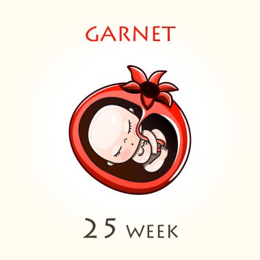 Stages of development of pregnancy, the size of the embryo for weeks. Human fetus inside the uterus. 25 week of 42 weeks of pregnancy. Vector illustrations clipart