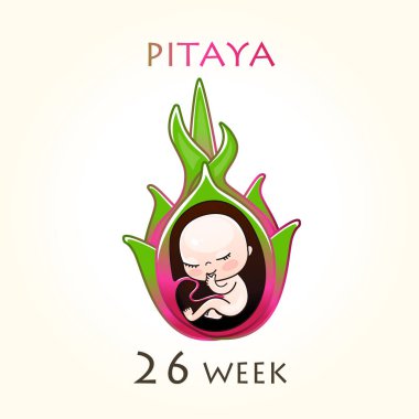 Stages of development of pregnancy, the size of the embryo for weeks. Human fetus inside the uterus. 26 week of 42 weeks of pregnancy. Vector illustrations clipart