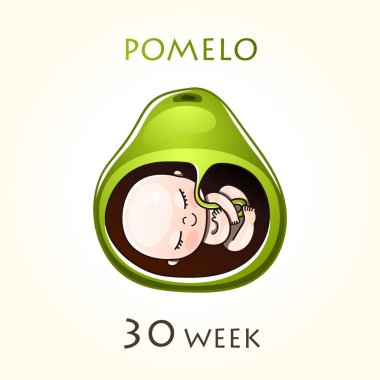 Stages of development of pregnancy, the size of the embryo for weeks. Human fetus inside the uterus. 30 week of 42 weeks of pregnancy. Vector illustrations clipart