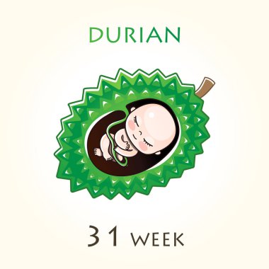 Stages of development of pregnancy, the size of the embryo for weeks. Human fetus inside the uterus. 31 week of 42 weeks of pregnancy. Vector illustrations clipart
