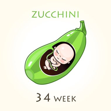 Stages of development of pregnancy, the size of the embryo for weeks. Human fetus inside the uterus. 34 week of 42 weeks of pregnancy. Vector illustrations clipart