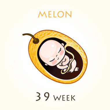 Stages of development of pregnancy, the size of the embryo for weeks. Human fetus inside the uterus. 39 week of 42 weeks of pregnancy. Vector illustrations clipart