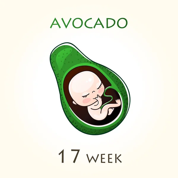 Stages Development Pregnancy Size Embryo Weeks Human Fetus Uterus Week — Stock Vector