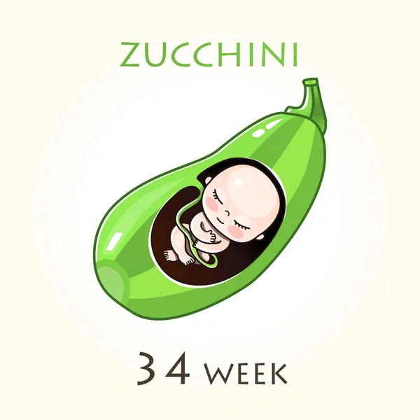 Fáze Vývoje Těhotenství Velikost Embrya Týdny Lidský Plod Uvnitř Dělohy — Stockový vektor