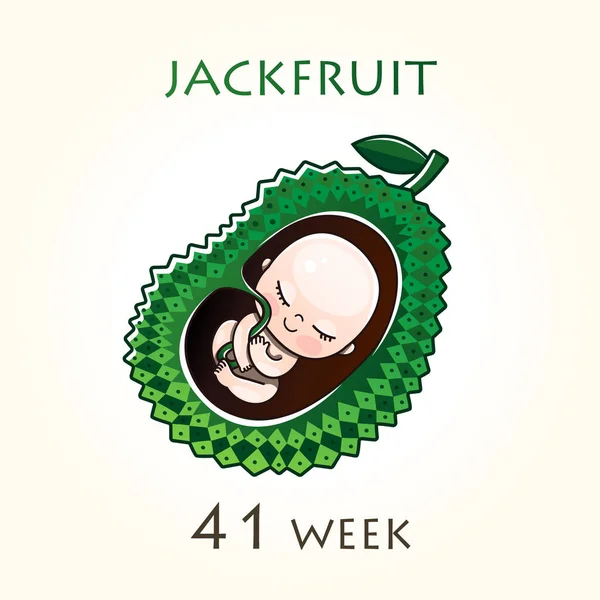 妊娠期发育阶段 胚胎大小可达数周之久 子宫内的胎儿 怀孕42周 41周 矢量图解 — 图库矢量图片