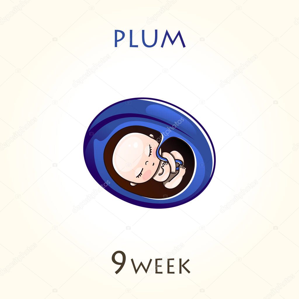 Stages of development of pregnancy, the size of the embryo for weeks. Human fetus inside the uterus. 9 week of 42 weeks of pregnancy. Vector illustrations