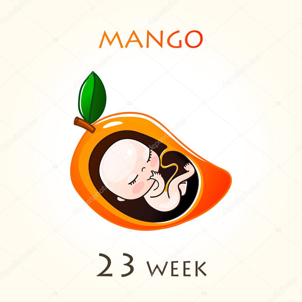 Stages of development of pregnancy, the size of the embryo for weeks. Human fetus inside the uterus. 23 week of 42 weeks of pregnancy. Vector illustrations