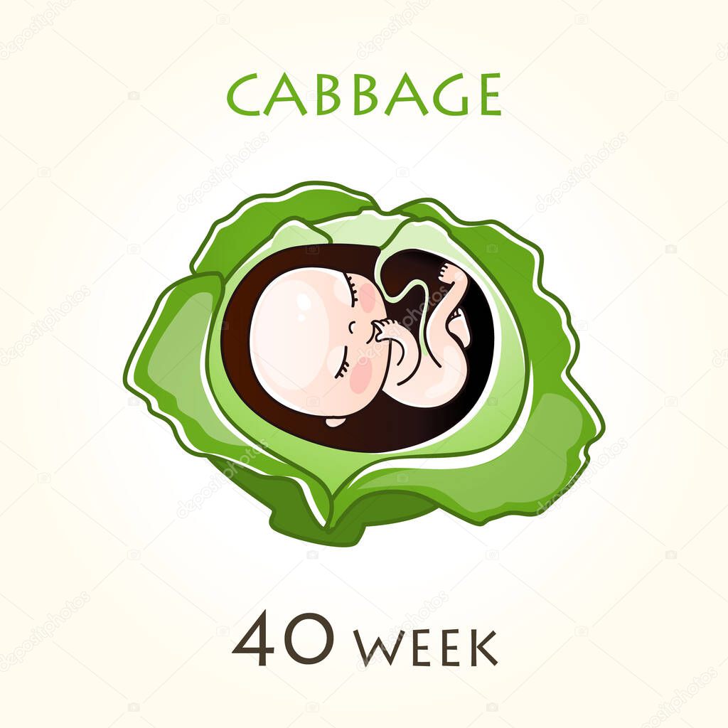 Stages of development of pregnancy, the size of the embryo for weeks. Human fetus inside the uterus. 40 week of 42 weeks of pregnancy. Vector illustrations
