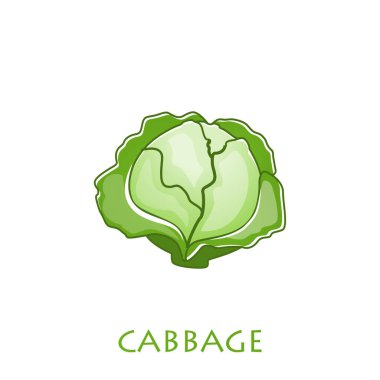 Taze yeşil lahana sebzesi izole edilmiş. Çiftlik pazarı için lahana, vejetaryen salata tarifi tasarımı. Düz biçimli vektör illüstrasyonu