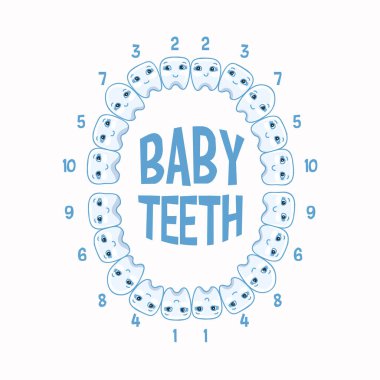 Baby teeth anatomy concept infographic element. Vector illustration. clipart