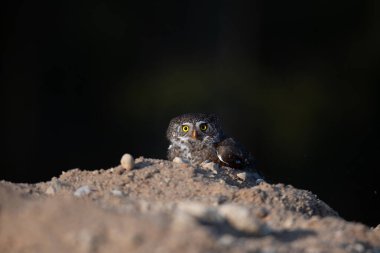 Eurasian pygmy owl(Glaucidium passerinum) sits on the branch, blurred background