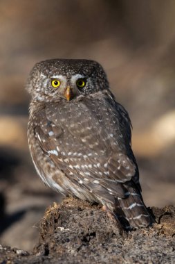 Eurasian pygmy owl(Glaucidium passerinum) sits on the tree stump, brownish blurred background