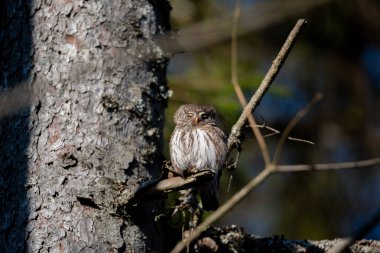 Eurasian pygmy owl(Glaucidium passerinum) sits on the branch, blurred background