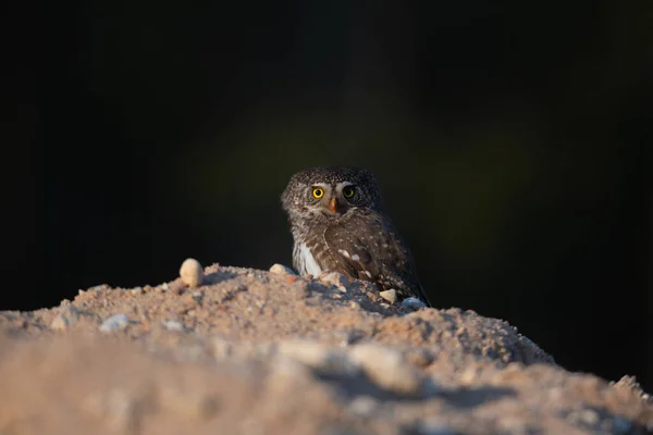 Eurasian pygmy owl(Glaucidium passerinum) sits on the branch, blurred background