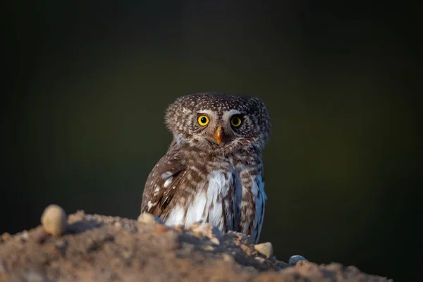 Eurasian Pygmy Owl Glaucidium Passerinum Sits Branch Blurred Background — Stock fotografie