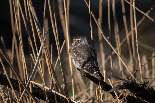 Eurasian pygmy owl(Glaucidium passerinum) sits on the branch, blurred background