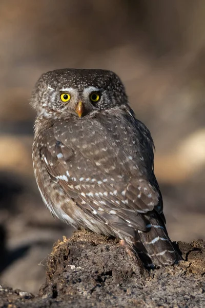 Eurasian Pygmy Owl Glaucidium Passerinum Sits Tree Stump Brownish Blurred — Stok fotoğraf