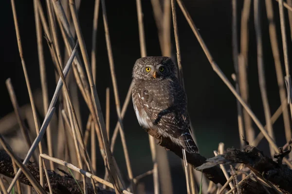 Eurasian pygmy owl(Glaucidium passerinum) sits on the branch, blurred background