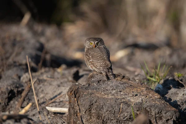 Eurasian pygmy owl(Glaucidium passerinum) sits on the tree stump, brownish blurred background