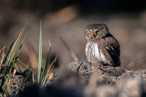 Eurasian pygmy owl(Glaucidium passerinum) sits on the tree stump, brownish blurred background