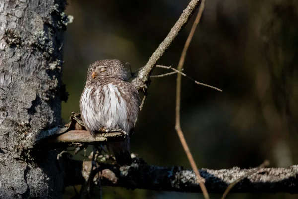 Eurasian Pygmy Owl Glaucidium Passerinum Sits Branch Blurred Background — Stock fotografie