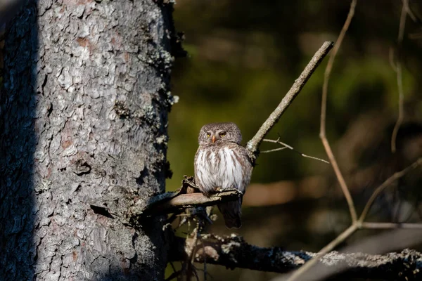 Eurasian Pygmy Owl Glaucidium Passerinum Sits Branch Blurred Background — Fotografia de Stock