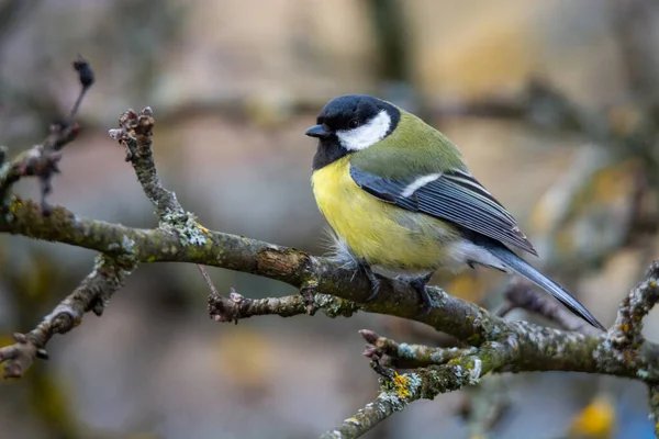 Great tit (Parus major) sits on the branch , blur background