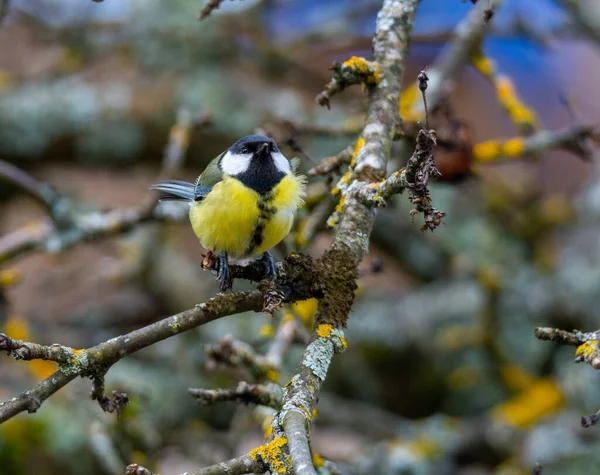 Great tit (Parus major) sits on the branch , blur background