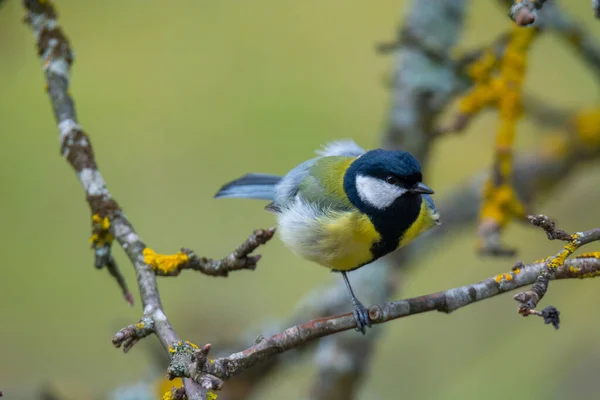 Great Tit Parus Major Sits Branch Blur Background — Stock Fotó