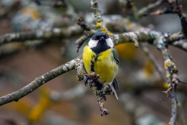 Great Tit Parus Major Sits Branch Blur Background — Stock Fotó