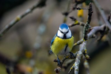 Great tit (Parus major) sits on the branch , blur background