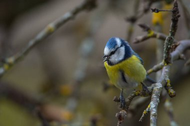 Great tit (Parus major) sits on the branch , blur background