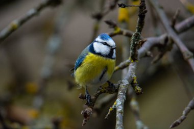 Great tit (Parus major) sits on the branch , blur background