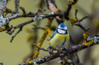 Great tit (Parus major) sits on the branch , blur background