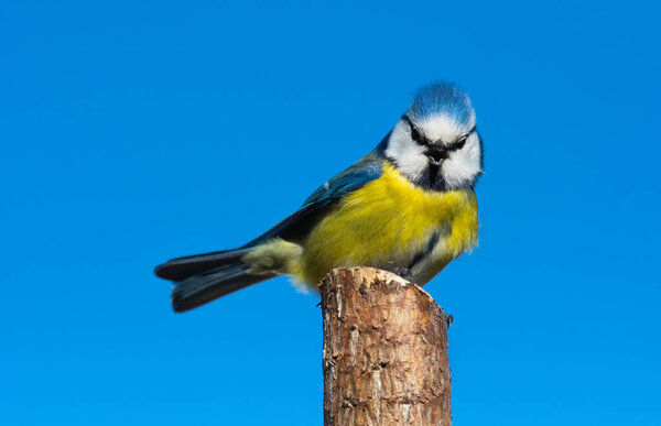 Great tit (Parus major) sits on the branch , blur background