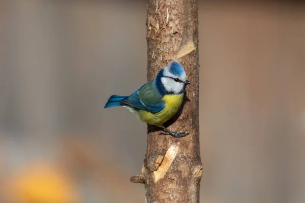 Great Tit Parus Major Sits Branch Blur Background — Φωτογραφία Αρχείου