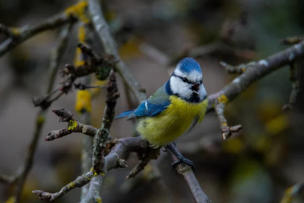 Great Tit Parus Major Sits Branch Blur Background — Φωτογραφία Αρχείου