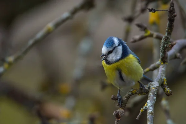 Great Tit Parus Major Sits Branch Blur Background — Foto de Stock