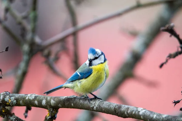 Большая Синица Parus Major Сидит Ветке Размывая Фон — стоковое фото