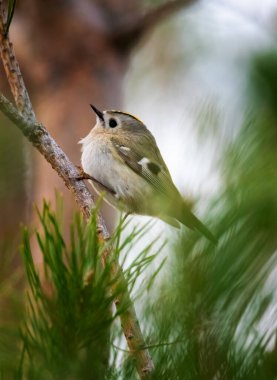 Genel Goldcrest (Regulus regulus) çam dalında oturan dişi kuş