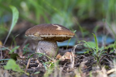 Aspen bolete mantarı sonbahar mevsiminde ormanda