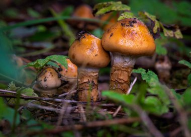 Sonbahar mevsiminde ormandaki mantarlar