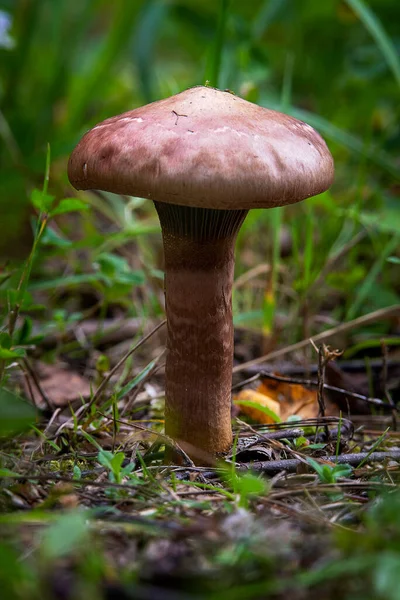 Ciuperci Pădure Sezonul Toamnă — Fotografie, imagine de stoc